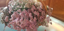 Load image into Gallery viewer, Citrus Yarrow